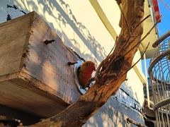 -伊隆斋(什刹海店)