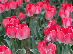 -郑州中国绿化博览园