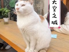 -猫的天空之城概念书店(苏州平江店)