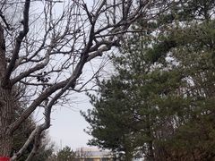 -青藏高原野生动物园