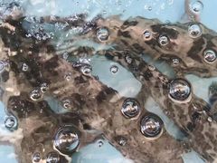 -大东海海鲜酒楼(渔人码头总店)