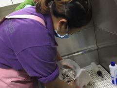 -北京观赏动物医院·24小时大型综合·猫专科·异宠专科