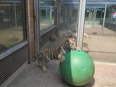 -西霞口神雕山野生动物世界