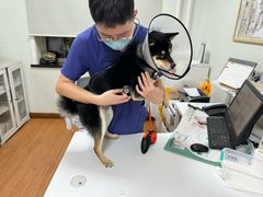 -北京观赏动物医院·24小时大型综合·猫专科·异宠专科
