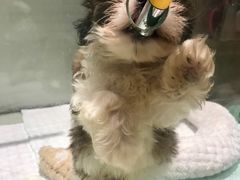 -momokira米努特·德文卷毛猫·棉花面纱犬