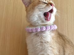 -飞行喵MR PILOT|猫舍·猫咖(静安大融城店)