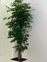 -agge蛋白医美