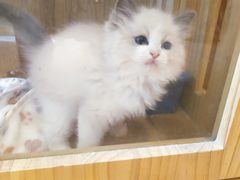 -Pets First伊珊娜洗护·精致美容·家庭式寄养(新会路店)