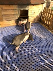 -萌宠亲子动物乐园(槐房万达店)