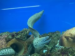 -御唐府海珊瑚主题餐厅