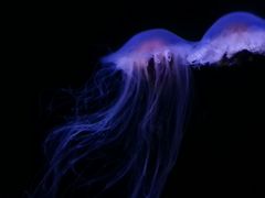 -青岛海底世界-水族馆