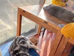 -猫小院猫主题咖啡厅(北锣店)