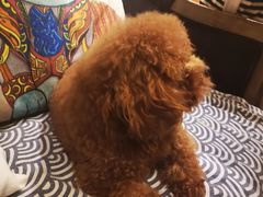 -more than meow吴止猫主题餐厅(承德 中船汇店)