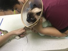-瑞鹏宠物医院