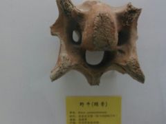 -泗洪洪泽湖湿地景区