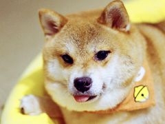 -逗柴咖啡屋·狗咖猫咖宠物桌游