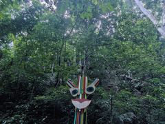-西双版纳原始森林公园