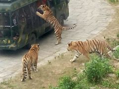 -深圳野生动物园
