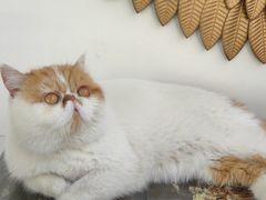 -喵屿·大理花园猫咖