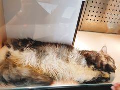-瞄一喵猫咖(格力海岸店)