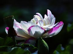 -陈家山荷花公园