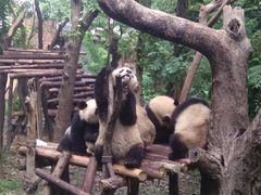 熊猫-成都大熊猫繁育研究基地