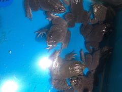 -盒马鲜生(馥邦国际店)