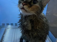 -宠爱国际动物医院·消化内科·心肾内科·ISFM猫友好(望京店)