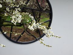 -香雪海