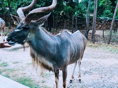 -清迈夜间动物园