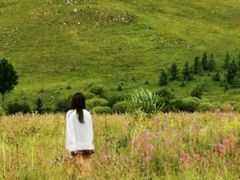 -乌兰布统景区-白桦林