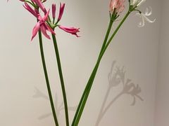 -BOBLOOM花店(宝龙旭辉广场店)