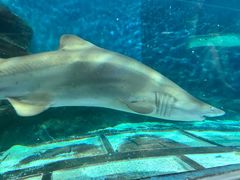 -上海海洋水族馆