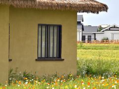 -杭州湾海上花田景区