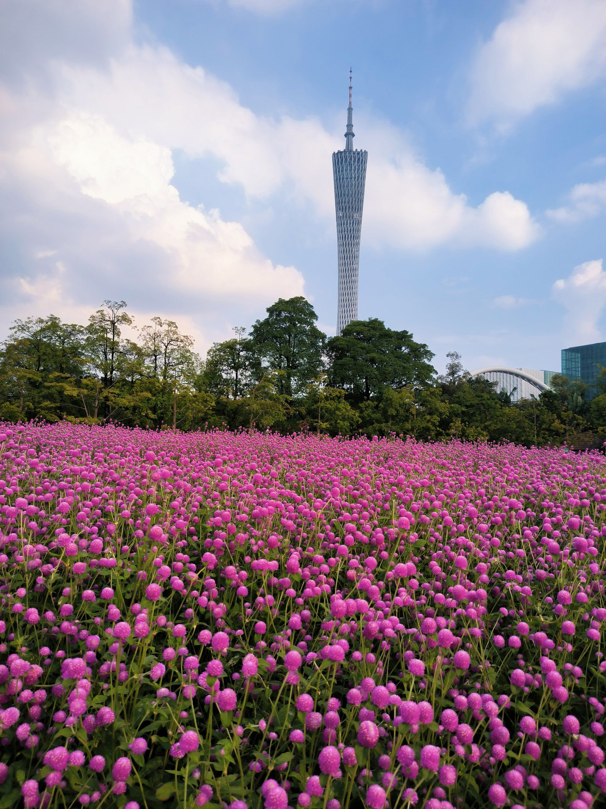 有广州塔做衬托的一遍花海～🌸🌸🌸