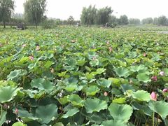 -羊亭河湿地公园