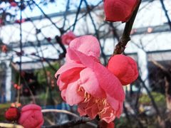 -江宁织造博物馆