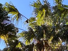 -墨尔本皇家植物园