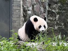 -都江堰中华大熊猫苑