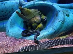 -亚特兰蒂斯•OSSIANO奥西亚诺海底餐厅