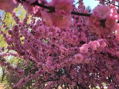 -大兴滨河森林公园