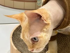 -COLOR PETS 撸猫馆·购猫·猫咖(长风大悦城店)