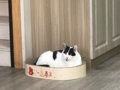 -派特宠物医院(海岸城店)