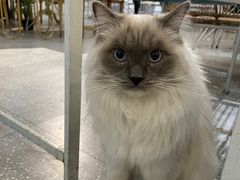 -共舞时光猫咖·狗咖(新街口店)