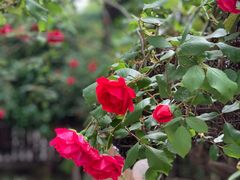 -嘉定凯悦·咖啡厅