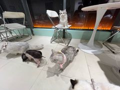 -怪兽屋·羊驼·猫咖·狗咖(俊华广场店)