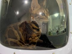 -纳吉亚猫专科动物医院·北北分院