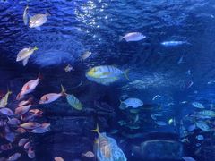 -太平洋海底世界