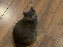 -猫友咖啡店(玉林西路店)