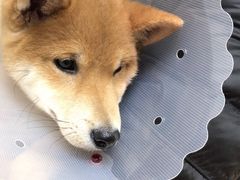 -宠颐生中康贝怡动物医院